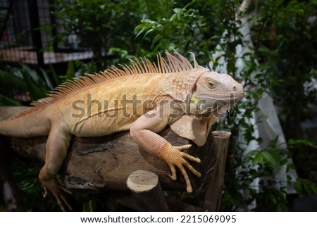 close up Yellow albino iguana on log, looks beautiful and elegant.