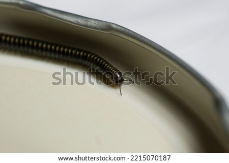 Artistic close ups of a Tachypodoiulus niger, an european species of millipede.