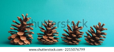 Four pine cones in a row on a turquoise background with space for text, seasonal or Christmas banner