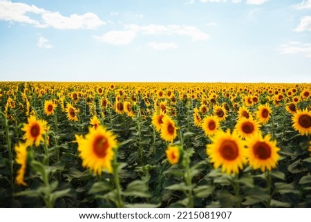 The Beautiful sunflowers garden. Field Of Blooming Sunflowers On A Background blue sky. Agriculture, organic gardening, planting or ecology concept.