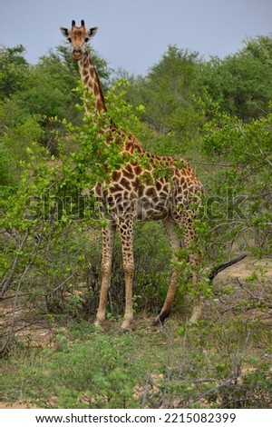 Giraffe in Africa, Keeping a lookout on the bush