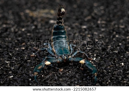 scorpion. scorpion on ground. Image of Asian Forest Scorpio, dangerous.
