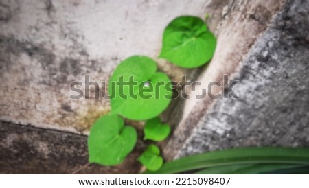 Defocused abstract background of vines, on street wall. The green color is very fresh.