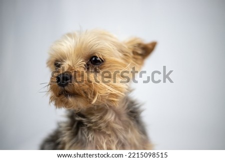 Little Yorkshire Terrier sitting in front of a white screen. High quality photo