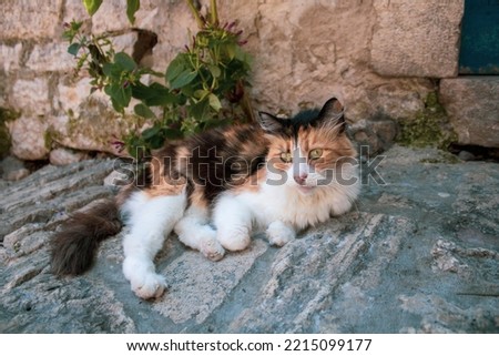 A brown, white and black colored cat lying on a cobbled road in the city of Rovinj, Croatia. A plant behind the cat. A part of a cobbled wall in the background. The cat is looking to the right.