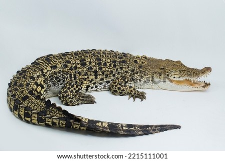 Saltwater crocodile Crocodylus porosus isolated on white background Royalty-Free Stock Photo #2215111001