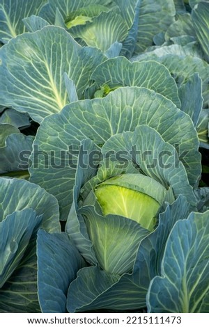 head of cabbage in a field, close up 
