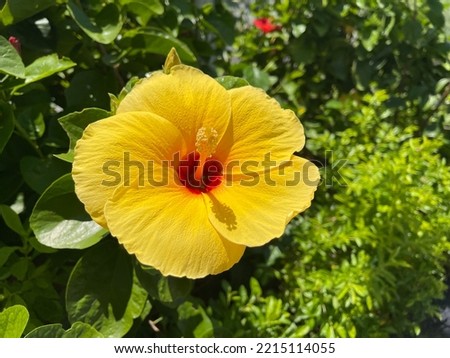yellow shoe flower  in the garden 