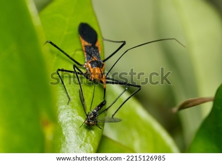 Milkweed assassin bug Zelus longipes insect with fly prey nature Springtime pest control.   Royalty-Free Stock Photo #2215126985