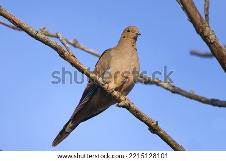 The mourning dove (Zenaida macroura) also known as the American mourning dove, the rain dove, and colloquially as the turtle dove, and was once known as the Carolina pigeon and Carolina turtledove
