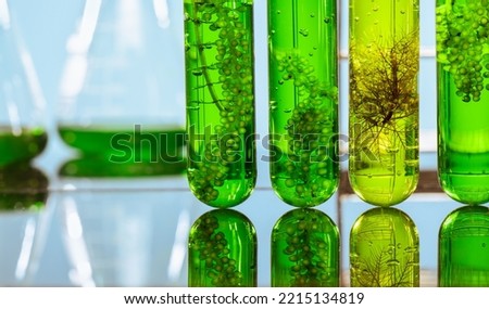 Algae fuel biofuel industry lab researching for alternative to fossil algae fuel or algal biofuel. Royalty-Free Stock Photo #2215134819