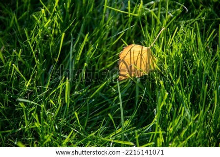 A yellow autumn leaf lies on bright green grass, illuminated by the rays of the sun. Beautiful autumn background.