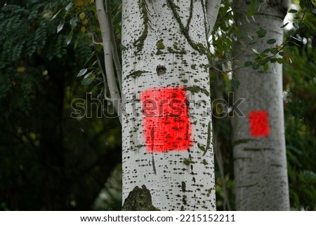 touristic path sign or mark on the tree, orientation and navigation symbol