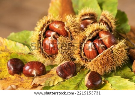 Ripe chestnuts close up. Sweet edible chestnuts. Husked chestnuts and chestnuts with skin. Organic food. Harvest. Food background. Protein source. View from above. High quality photo Royalty-Free Stock Photo #2215153731
