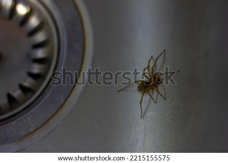 A close up portrait of a domestic house spider, barn funnel weaver or tegenaria domestica. The insect is trapped in the sink near the drain, because it cannot escape due to the slippery surface. Royalty-Free Stock Photo #2215155575
