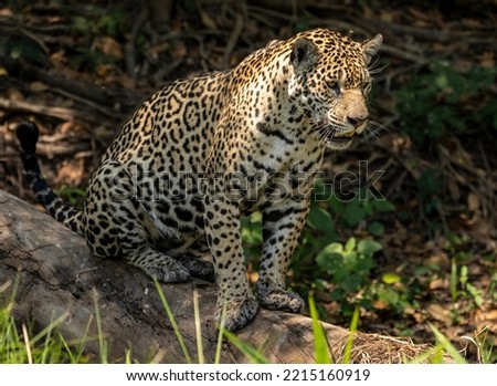 The American jaguar (Panthera onca) is a feline belonging to the genus Panthera. It is the only representative of this genus in America