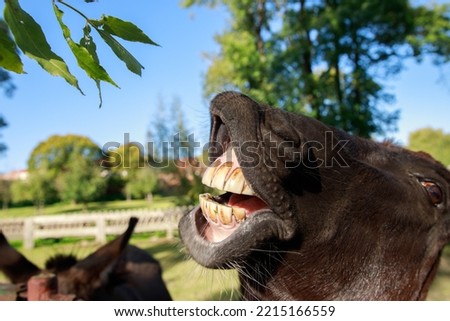 Funny donkey laughing at the camera, donkey teeth close-up, smile and pet portrait, donkey mouth, huge yellow teeth and lips.
