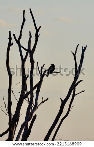 American crow (Corvus brachyrhynchos) perched on bare tree along hiking trail at Huckleberry Rock Lookout during Summer