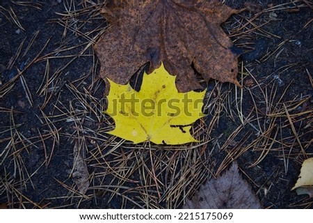 Fallen autumn yellow maple leaf on a wet asphalt, selective focus. High quality photo