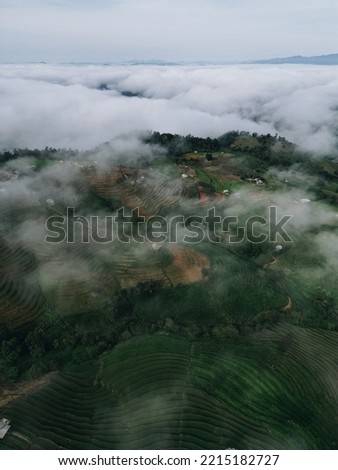 Picture of rice terraces, fog, high angle view