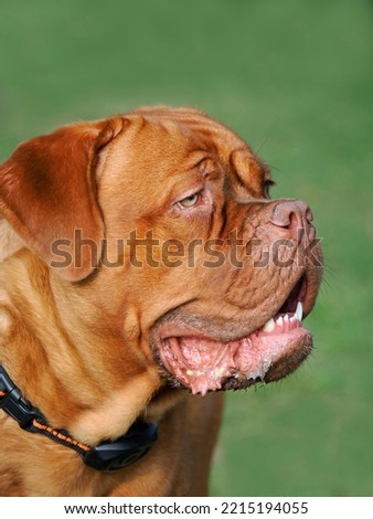 A Close-up Portrait of a Large Male French Bull Mastif on a Green Background Royalty-Free Stock Photo #2215194055