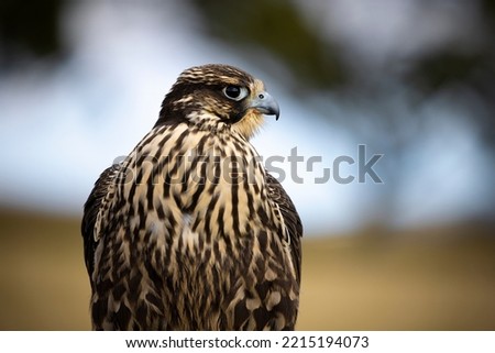 Pere Saker Falcon looking to the right for a side profile shot with a shallow depth of field 
