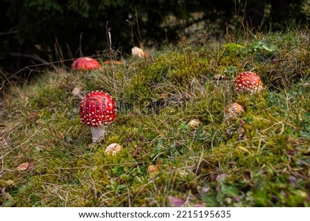 mushroom in the woods of Wengen