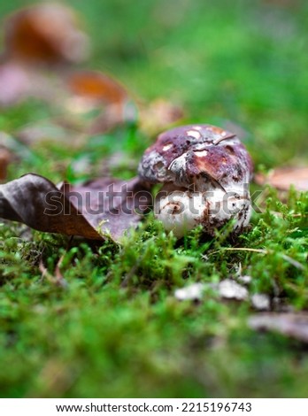 Mushroom isolated in the forest in green moss.