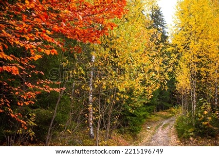 Colourful autumn colours on the trees in the forest. Beautiful autumn nature.