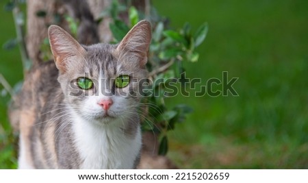 A beautiful cat with bright green color eyes looks at the camera while walking in the park. Banner format header size, space for text