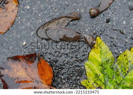 multi-colored autumn foliage on the pavement wet from the rain