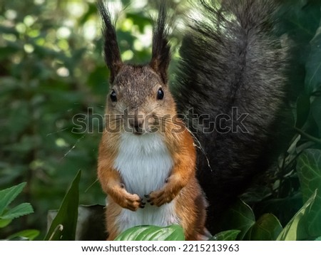 Close-up shot of the Red Squirrel (Sciurus vulgaris) with summer orange and brown coat standing on the ground surrounded with green vegetation