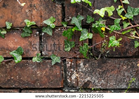old wet concrete wall covered with grass and vines