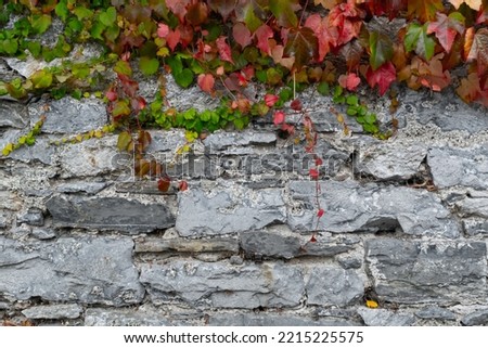 old wet concrete wall covered with grass and vines