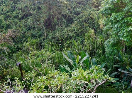    Tropical jungle landscape plants and leafs                  