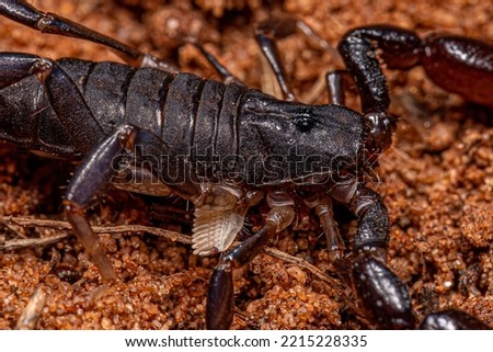 arthropod arachnid chelicerate scorpion of the Family Bothriuridae