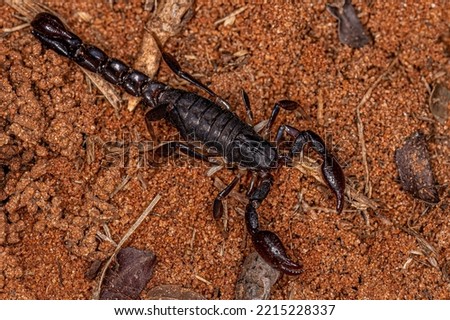 arthropod arachnid chelicerate scorpion of the Family Bothriuridae