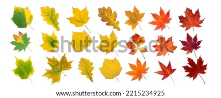 Set of green, yellow, orange and red leaves isolated on white. Autumn colored canada and japanese maple, oak, grape, platan leaves gradient. Transition from summer to fall. Royalty-Free Stock Photo #2215234925
