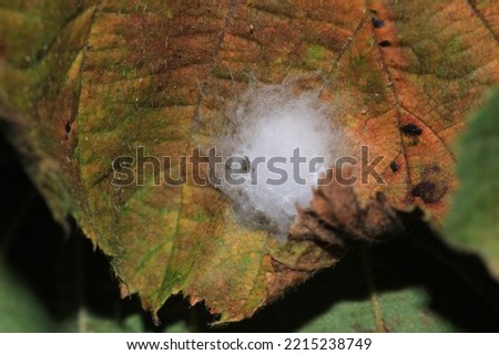spider nest macro on dry leaf