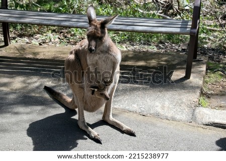 the western grey kangaroo has a joey in her pouch