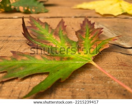 Few fallen leaves. Defocused. Bright colors of nature. Maple leaves lie on wooden background. Blurred image. Concept of the change of seasons. Royalty-Free Stock Photo #2215239417