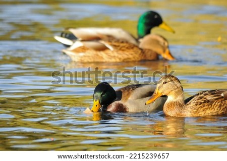 ducks on the lake 2022 in summer