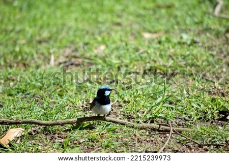 the superb fairy wren is perched on a twig