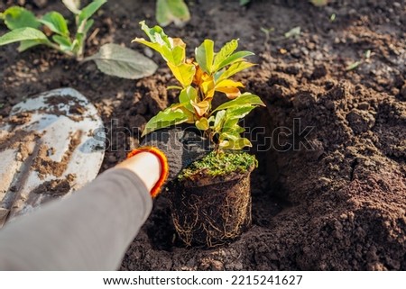 Planting magnolia into soil. Gardener puts small tree in hole dug out with shovel in fall garden. Transplanting for landscaping in autumn Royalty-Free Stock Photo #2215241627