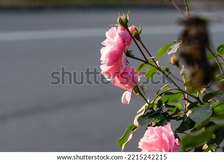 Delicate rose flower in sunset light close-up on blurred gray background