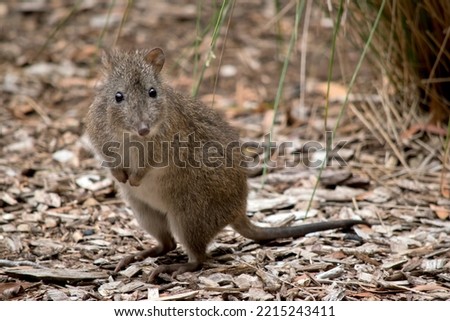 the long nosed potoroo is a small marsupial, it is grey and brown with brown eyes and long tail Royalty-Free Stock Photo #2215243411