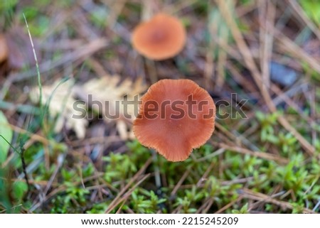 Photo of a wild mushroom from the Adirondack Park.