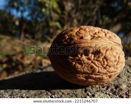 A closeup of a fallen walnut on a rock
