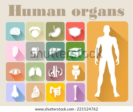 Vector icons of internal human organs Flat design