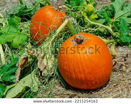 Harvesting big orange pumpkins on the farm